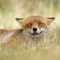 Fox Jenkins
