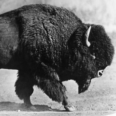 The Brown Buffalo