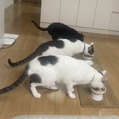 shotMAN(しょっとまん)