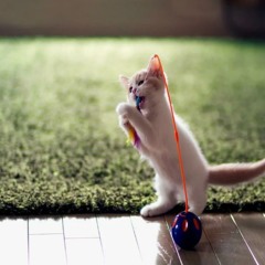 кот