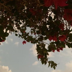 MA7A