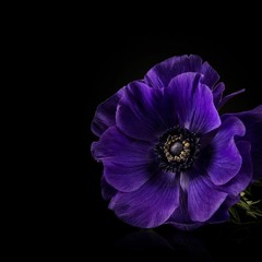 Violeta