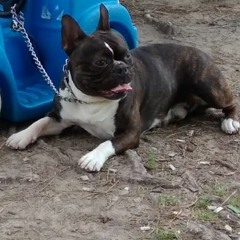 gocci_boss