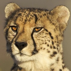 Strictcheetah641