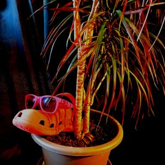 Zigo "Strigidae Family Crew"