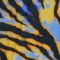 Okapi_7000