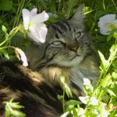 𝘐𝘯𝘯𝘦𝘳𝘨𝘢𝘳𝘥𝘦𝘯 ⟢