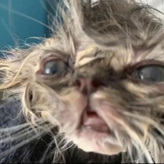 nenitaa