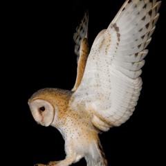 development in the name of gdan castor