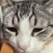 misterdimok