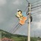 sher_shen_