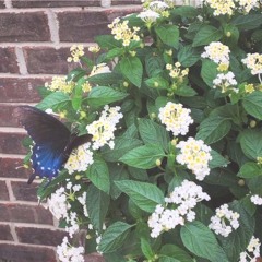 Belle Meade UMC Worship