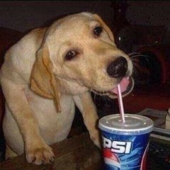EvAn