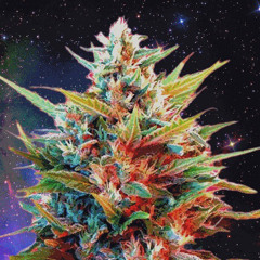 Yung Ganja