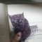 kitty