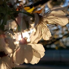 Stephanie Theocharides