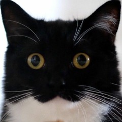 Nyan