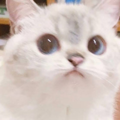 Meowu
