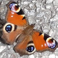 Alina Florentina Voicu