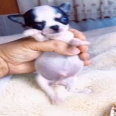 feeble little horse