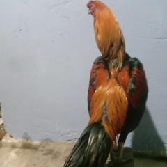 ayam bangkok