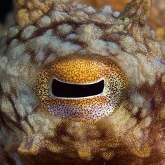 SvastonitaKalumbaevna