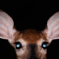 4renLimbo  ✨🕊️ Thraxxx_Cult 🕊️✨