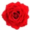 avishan s