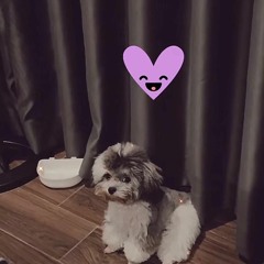Lucci