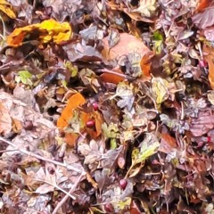 The Brown Leaves