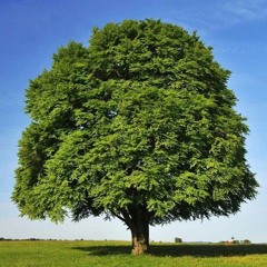 TreeMar