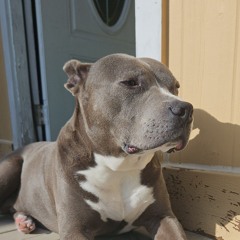 4400nickk