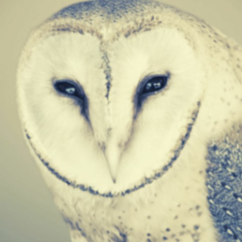 Owlynn’s avatar