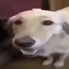 shanksqq
