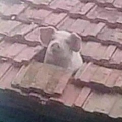 pedropig