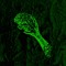 Protorazum
