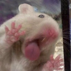 ㅤㅤ ㅤsera