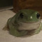 ~ just a frog ~