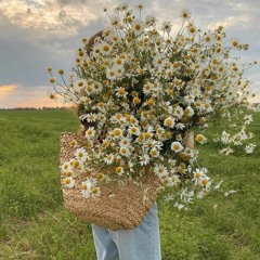 Daisy