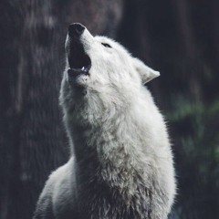 WolfboyTLC