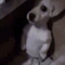 romy