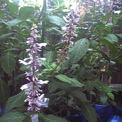 ᓚᐳᕋᔭ‬ᓚᐳᕋᔭ;𓁹;ᓚᐳᕋᔭ‬ᓚᐳᕋᔭ