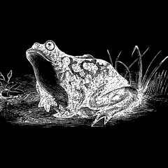 anura