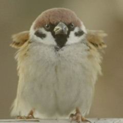 DJ참새(망미블루스서빙봇)