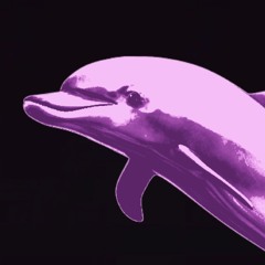 Dolphin2048