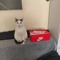 🔱⚜️cat near a box⚜️🔱