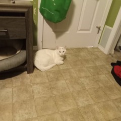 just a cat