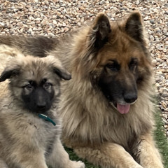 Maximus