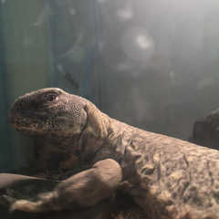 げんそ
