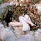 alpinemaiden